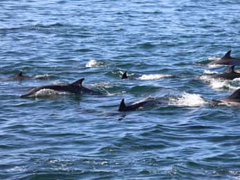 Excursión privada de snorkel con delfines. Equipo disponible Gratis.