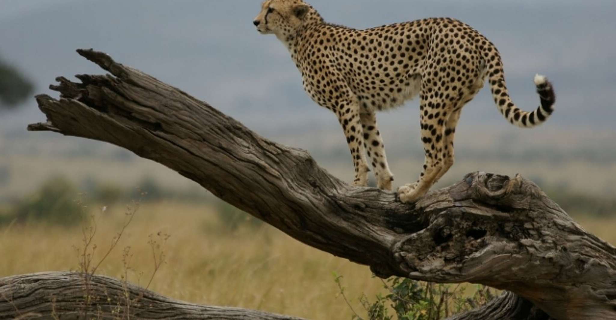 10 Days 9 nights Kenya tembo flying safari. - Housity