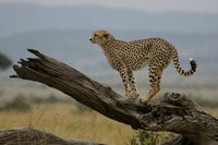 10 Days 9 nights Kenya tembo flying safari. - Housity