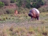 10 Days 9 nights Kenya tembo flying safari. - Housity