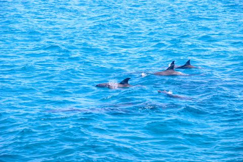 Hurghada: crociera di un giorno alla ricerca di delfini che fanno snorkeling con pranzo
