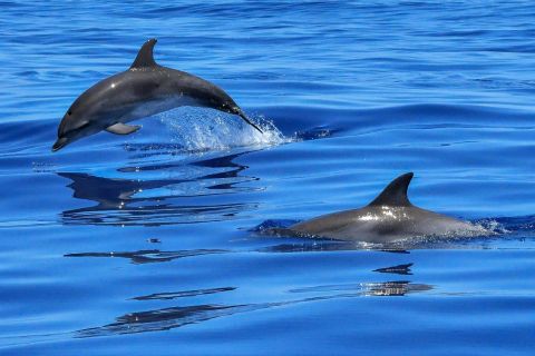 Lissabon: Tagus River Cruise till havet och delfinskådning