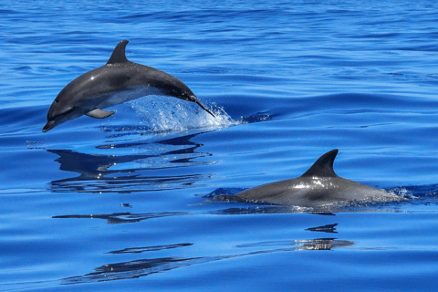 Dolphins Tours in Catamaran with Motor