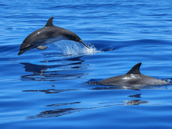 Lisbon: Tagus River Cruise to the Ocean & Dolphin Watching