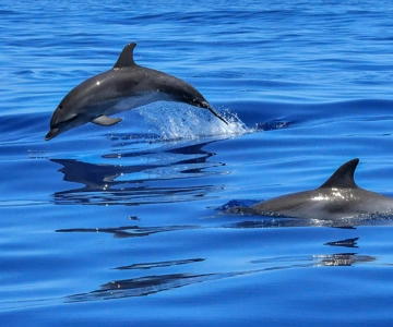 Lisbon: Tagus River Cruise to the Ocean & Dolphin Watching