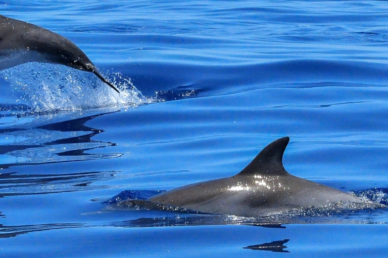Crucero por Lisboa con avistamiento de delfines