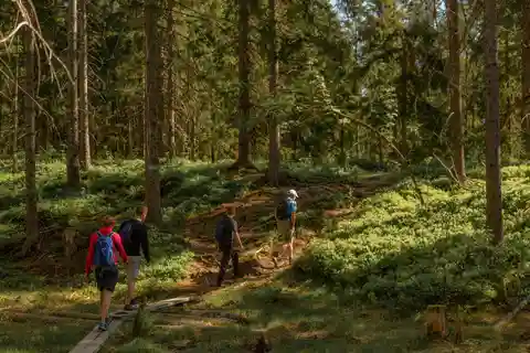 Oslo: Den magiske turen i de norske skoger