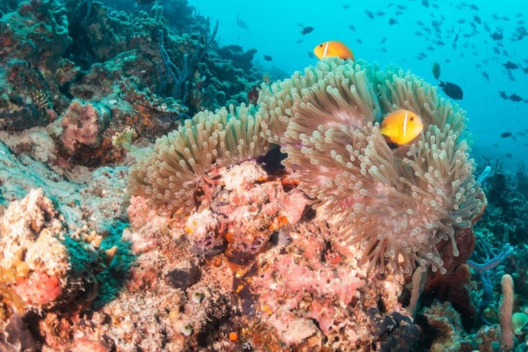 Punta Cana: Scoba Doo Discover the Underwater Wonders