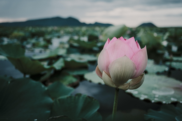 Lotus Silk Farm & Artisans Angkor — Siem Reap Half-Day