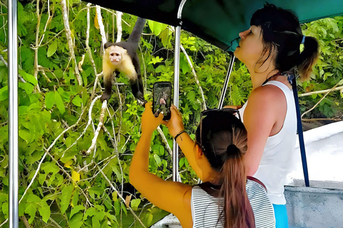 Feed Wild Monkeys on Panama Canal at Monkey Island Adventure No Hotel Pickup