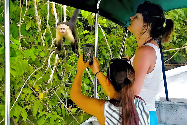 Feed Wild Monkeys on Panama Canal at Monkey Island Adventure No Hotel Pickup