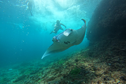 Ab Bali: Schnellboottransfer zur Insel Nusa LembonganAb Nusa Lembongan: Einfache Fahrt nach Bali