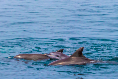 Wasini Island: Dolphin Spot & Snorkel at Kisite Marine Park Departure from Diani & Tiwi