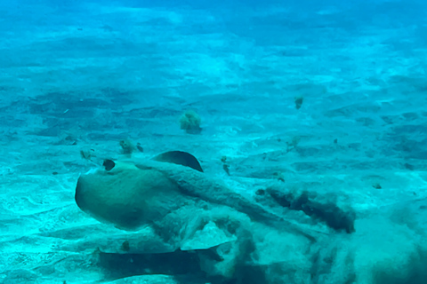 Curso de buceo para principiantes en el parque natural de TenerifeCurso privado de buceo para principiantes en el parque natural de Tenerife