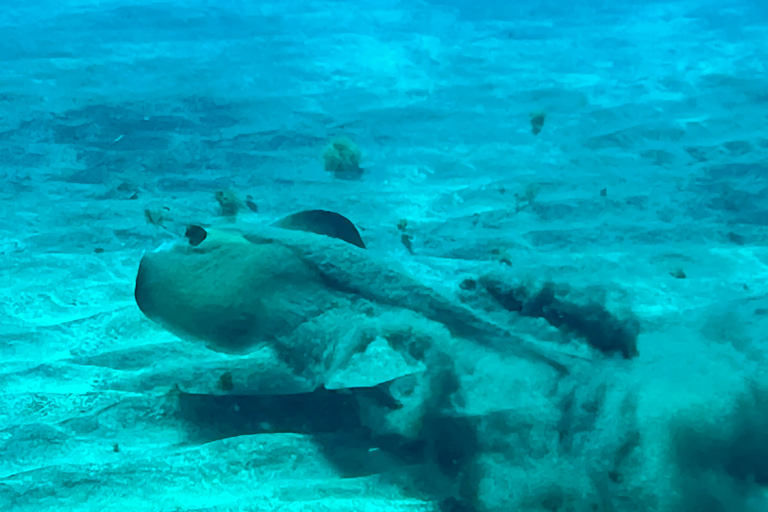 Curso de buceo para principiantes en el parque natural de TenerifeCurso privado de buceo para principiantes en el parque natural de Tenerife