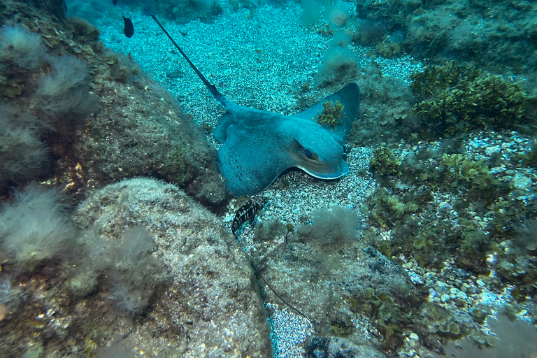 Curso de mergulho para iniciantes na área das tartarugas em TenerifeCurso de mergulho privado para iniciantes no parque natural de Tenerife