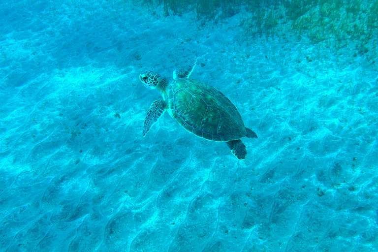 Curso de buceo para principiantes en el parque natural de TenerifeCurso privado de buceo para principiantes en el parque natural de Tenerife