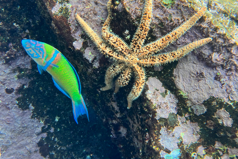 Curso de buceo para principiantes en el parque natural de TenerifeCurso privado de buceo para principiantes en el parque natural de Tenerife