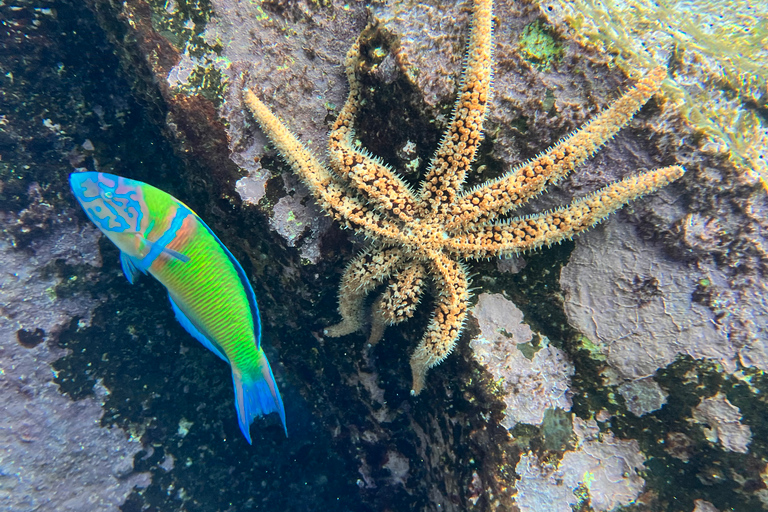 Curso de mergulho para iniciantes na área das tartarugas em TenerifeCurso de mergulho privado para iniciantes no parque natural de Tenerife