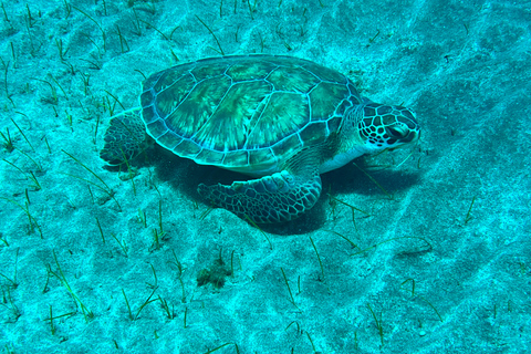 Curso de mergulho para iniciantes na área das tartarugas em TenerifeCurso de mergulho privado para iniciantes no parque natural de Tenerife