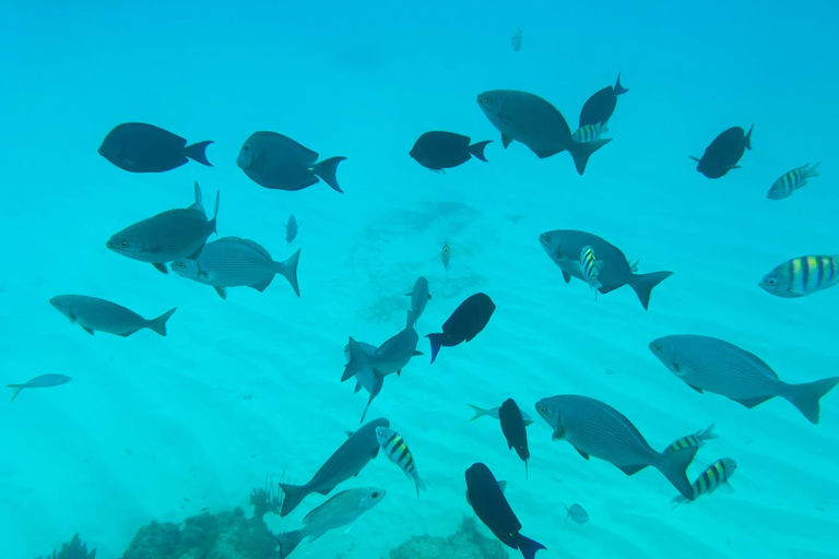 Excursion nocturne en bateau et plongée avec masque et tuba avec apéritif et boisson