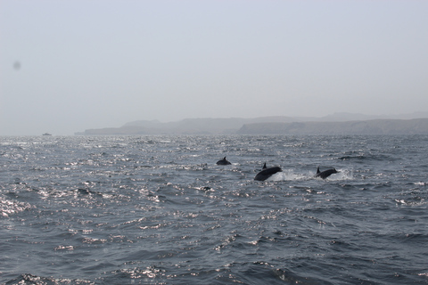 Muscat: dolfijnen spotten en snorkelen per speedbootMuscat: luxe jachtcharter