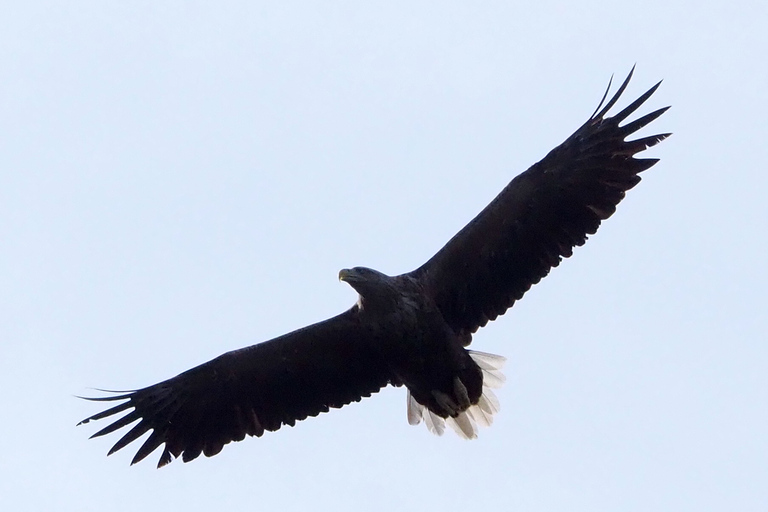 Vardø: Whales and Seabird RIB tour of Varanger