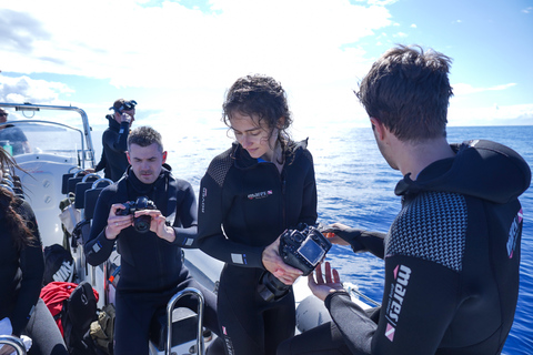 Depuis Funchal : Aventure avec les dauphins en bateau rapide