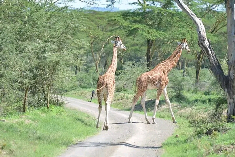 Visite à pied gratuite de la ville de Nairobi.