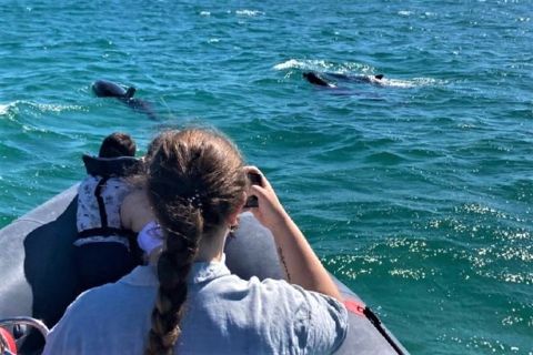 Setúbal: Dolphin-Watching Boat Tour