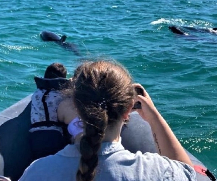 Setúbal: tour in barca per l'osservazione dei delfini