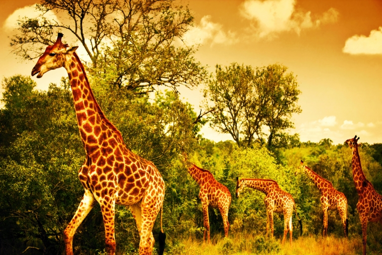 3 dni i 2 noce Wycieczka po panoramie i safari w Parku Narodowym KrugeraOpcja hotelowa
