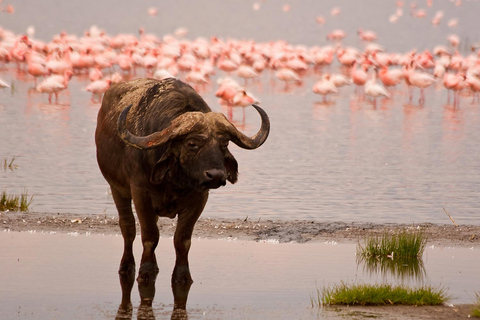 Nationaal park Lake Nakuru vanuit Nairobi