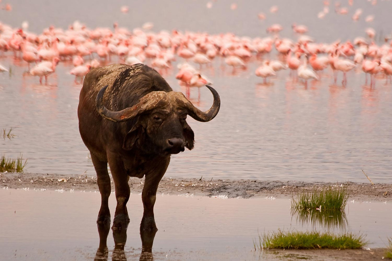 Park Narodowy Lake Nakuru z NairobiOpcja standardowa