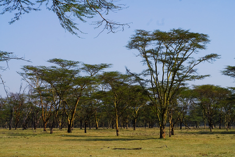 Park Narodowy Lake Nakuru z NairobiOpcja standardowa