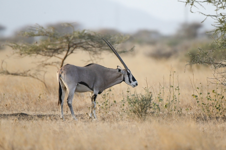 2-daagse safaritochten door Awash National Park