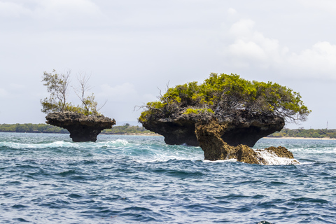 Wasini Island: Delfinspotting och snorkling vid Kisite MpungutiAvresa från Diani Beach eller Tiwi