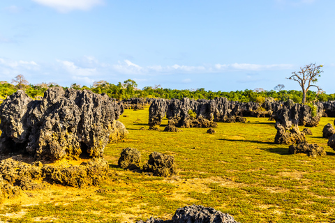 Wasini Island: Delfinbeobachtung und Schnorcheln im Kisite Marine ParkAbreise von Diani & Tiwi