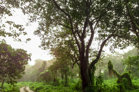 Prywatna 3-dniowa wycieczka po Chitwan Wildlife Safari z Pokhary