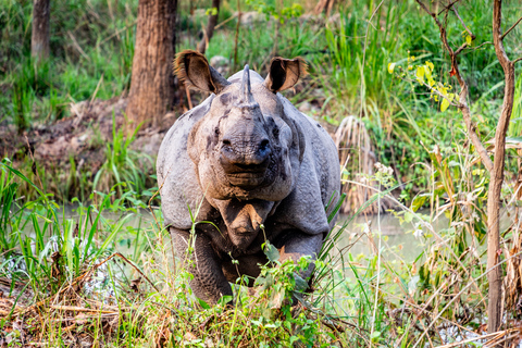 De Kathmandu/Pokhara: Excursão privativa de 3 dias com safári em Chitwan