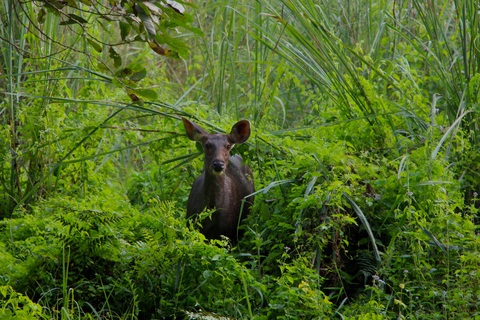 Prywatna 3-dniowa wycieczka po Chitwan Wildlife Safari z Pokhary