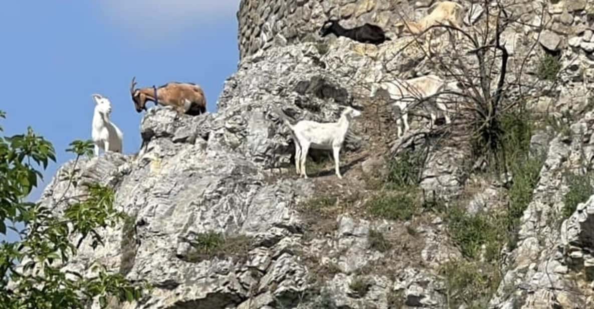 Afbeelding 13 van Bratislava: Stadsrondleiding met kasteel Devin