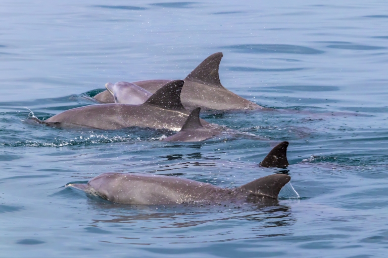 Wasini Island: Dolphin Spot & Snorkel at Kisite Marine Park Departure from Diani & Tiwi