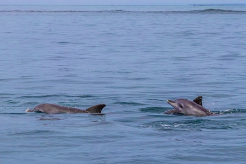 Wyspa Wasini: Dolphin Spot & Snorkel w Kisite Marine ParkWyjazd z Mombasy, Shanzu i Mtwapy
