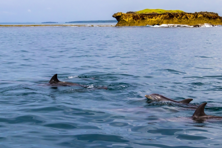 Isla Wasini: Avistamiento de delfines y snorkel en el Parque Marino de KisiteSalida desde Mombasa, Shanzu y Mtwapa