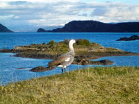Ushuaia, Beagle Channel, Seal Island & Bridges Islands Tour - Housity