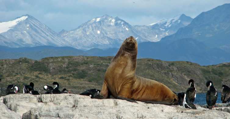 Ushuaia: Beagle Channel, Seal Island & Bridges Islands Tour