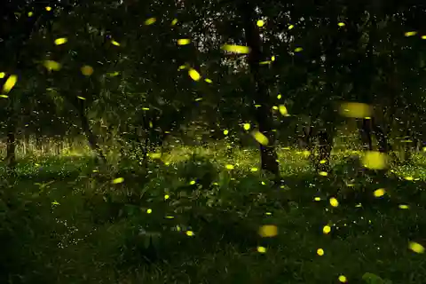 From Puebla: Experience Fireflies