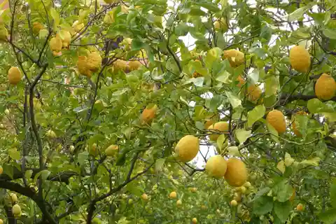 Citronplantage og Limoncello: Sorrento E-Bike Tour