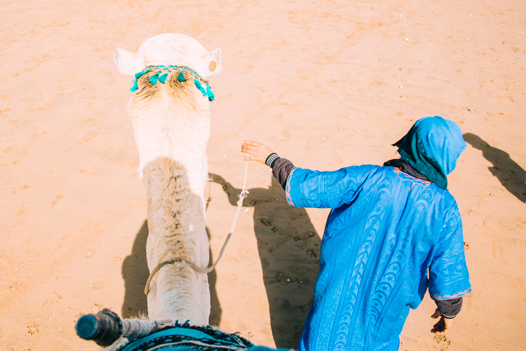 From Marrakech: Camel in Agafay desert